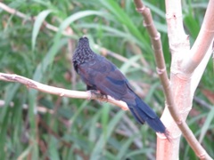 Crotophaga sulcirostris
