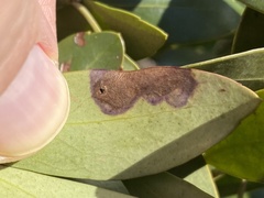 Phytomyza glabricola