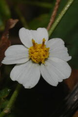 Bidens odorata