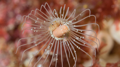 Ralpharia