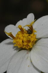 Bidens odorata