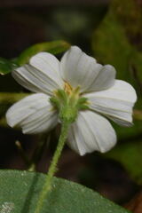 Bidens odorata