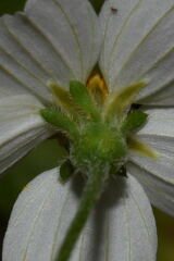 Bidens odorata
