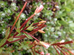 Epilobium glabellum