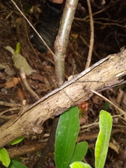 Phasmatinae
