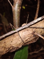 Phasmatinae