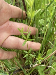 Galium obtusum