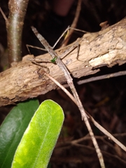 Phasmatinae