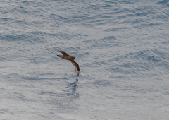 Procellaria aequinoctialis
