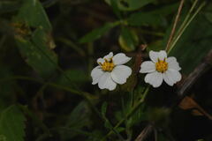 Bidens odorata