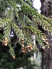 Cryptomeria japonica