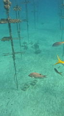 Lachnolaimus maximus