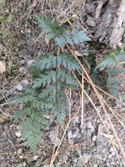 Polystichum oculatum