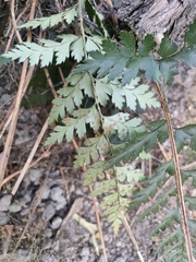 Polystichum oculatum