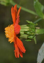 Boeberoides grandiflora