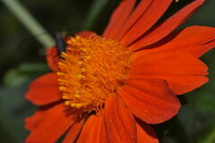 Boeberoides grandiflora