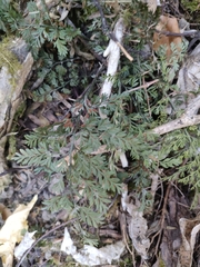 Asplenium hookerianum