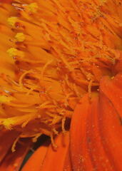 Boeberoides grandiflora