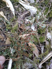 Asplenium hookerianum