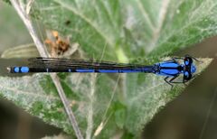 Argia variegata