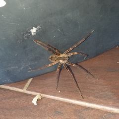 Cupiennius coccineus