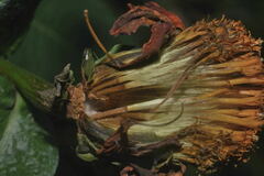 Boeberoides grandiflora