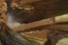 Boeberoides grandiflora