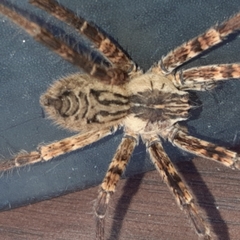 Cupiennius coccineus