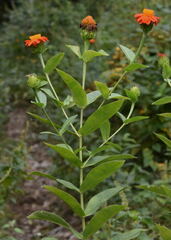 Boeberoides grandiflora