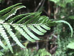 Cyathea cooperi