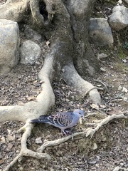 Streptopelia orientalis