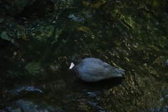 Hymenolaimus malacorhynchos