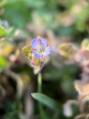 Veronica hederifolia