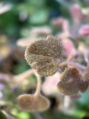Veronica hederifolia
