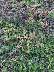 Veronica hederifolia