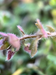 Veronica hederifolia
