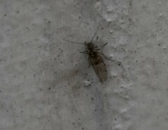 Teliapsocus