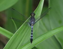 Erythrodiplax andagoya