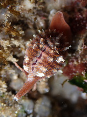 Pseudopusula californiana