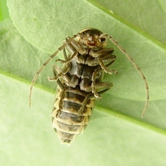 Atalantycha dentigera