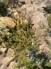 Leptospermum rupestre
