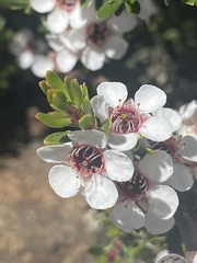 Leptospermum rupestre