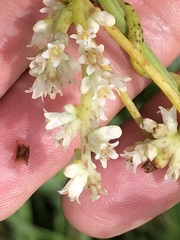 Cuscuta japonica