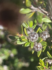 Leptospermum rupestre