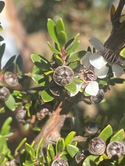 Leptospermum rupestre