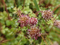 Acaena profundeincisa