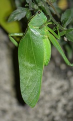 Steirodon