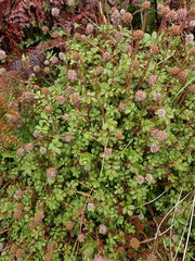 Acaena profundeincisa