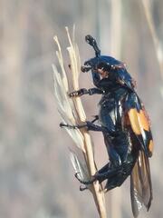 Nicrophorus defodiens