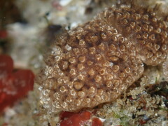 Distaplia occidentalis